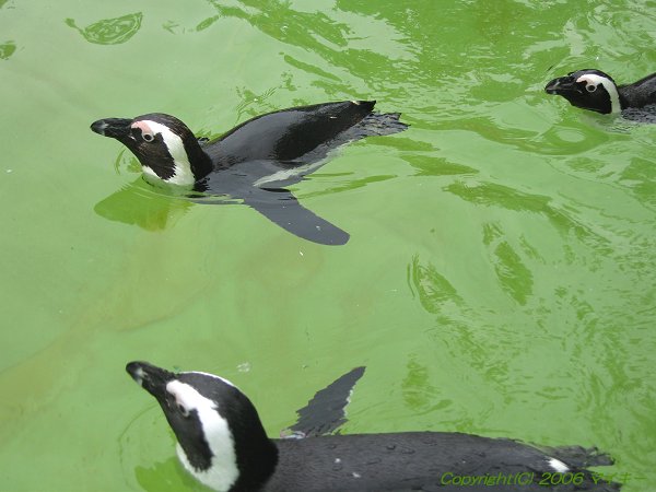 Zoo Berlin