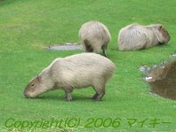 Zoo Berlin