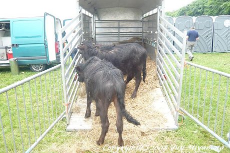 Water Buffalo